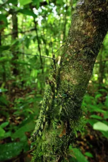 Phasmatodea: stick insect / walking stick
