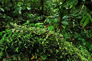 Phasmatodea: stick insect / walking stick