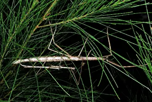 Copulation: Stick Insects mating