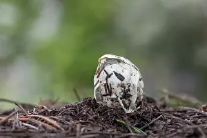 Toadstool: Stickhorn Fungus - Emerging From Egg - UK