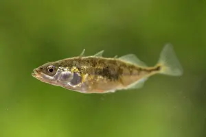 Spines: Stickleback - Female - UK