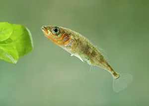 Spined: Stickleback - male three spined
