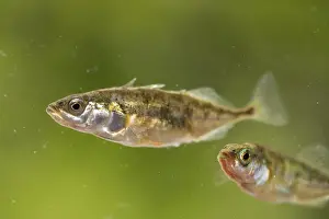 120219: Sticklebacks - Cornwall - UK