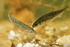 Elizabeth Bomford: STICKLEBACKS - Three-spined male (Gasterosteus