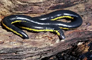 Sticky: Sticky Caecilian