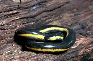 Sticky: Sticky Caecilian