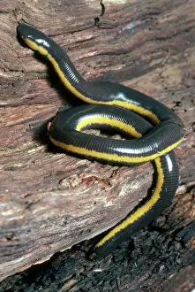 Sticky: Sticky Caecilian