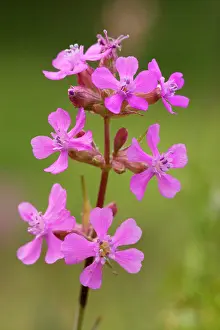 Sticky: Sticky catchfly