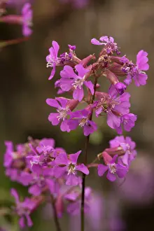 Sticky: Sticky catchfly