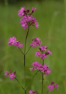 Sticky: Sticky catchfly