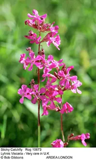 Sticky: Sticky Catchfly