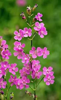 Silene: Sticky Catchfly