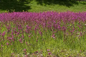 Sticky: Sticky Catchfly (Viscaria vulgaris). Aboda, Sm oland
