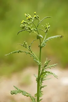 Sticky: Sticky groundsel