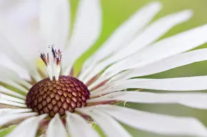 Sticky: Sticky haplopappus