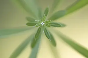 Grip: Sticky-willy (Galium aparine) flowering, The Ne