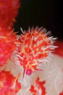 Stigma: Stigma Egg Cowrie camouflaged on soft coral Nudi