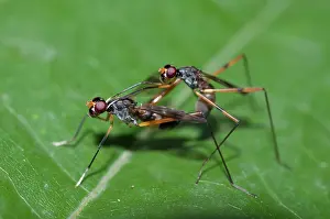 Stilt: Stilt-legged Flies