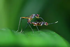 Stilt: Stilt-legged Flies mating