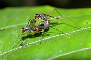 Stilt: Stilt-legged Flies mating