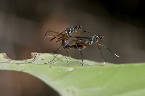 140218: Stilt-legged Flies - pair mating on leaf; fly is