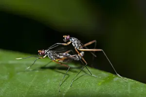 Ichneumon: Stilt-legged Flies - pair mating on leaf; fly is