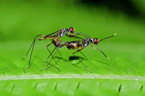 121020: Stilt-legged Flies pair mating on leaf - Klungkung