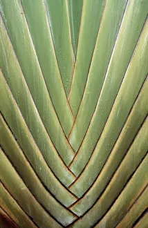 Stilt: STILT PALM - close-up on leaf