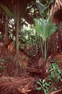Splendida: Stilt Palm - showing stilt roots