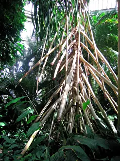 Screw: Stilt roots of Wandering Screw Pine