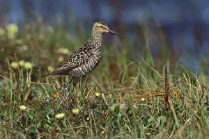 Anwr: Stilt Sandpiper