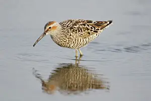 Stilt: Stilt Sandpiper - feeding in shallow lagoon