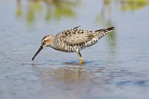 Stilt: Stilt Sandpiper - feeding in shallow lagoon