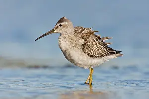 Jamaica: Stilt Sandpiper - in September at Jamaica Bay NWR