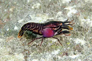 Gill: Stimpson's Snapping Shrimp