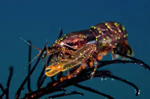 Snapping: Stimpson's Snapping Shrimp