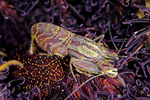 Besar: Stimpson's Snapping Shrimp in crinoid IMAX dive