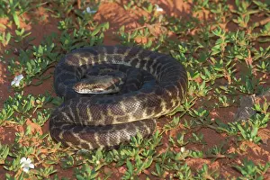 Blotched: Stimson's / Large-blotched Python