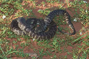 Blotched: Stimson's / Large-blotched Python