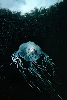 Chironex: Stinging Box JELLYFISH / Sea Wasp - underwater