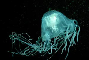 Dangerous: Stinging Box Jellyfish / Sea Wasp - Underwater