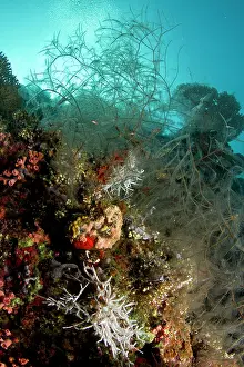 Hydroid: Stinging Hydroid