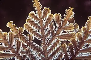 Valerie & Ron Taylor: Stinging Hydroid or Fire Weed