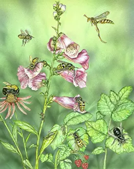 Stinging: Stinging insects in garden scene