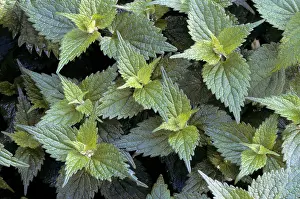 Nettles: Stinging Nettle