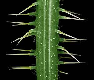 Dioica: Stinging Nettle