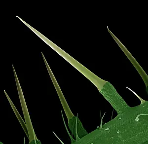 Dioica: Stinging Nettle