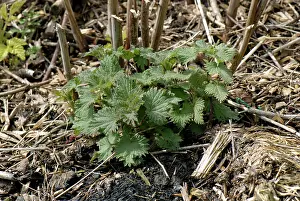 Stinging: Stinging nettle
