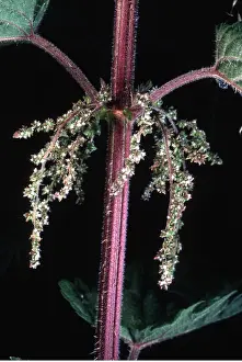 Stinging: STINGING NETTLE - close-up of flowers