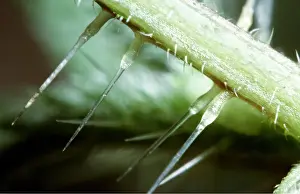 Stinging: STINGING NETTLE - close-up of stinging hairs